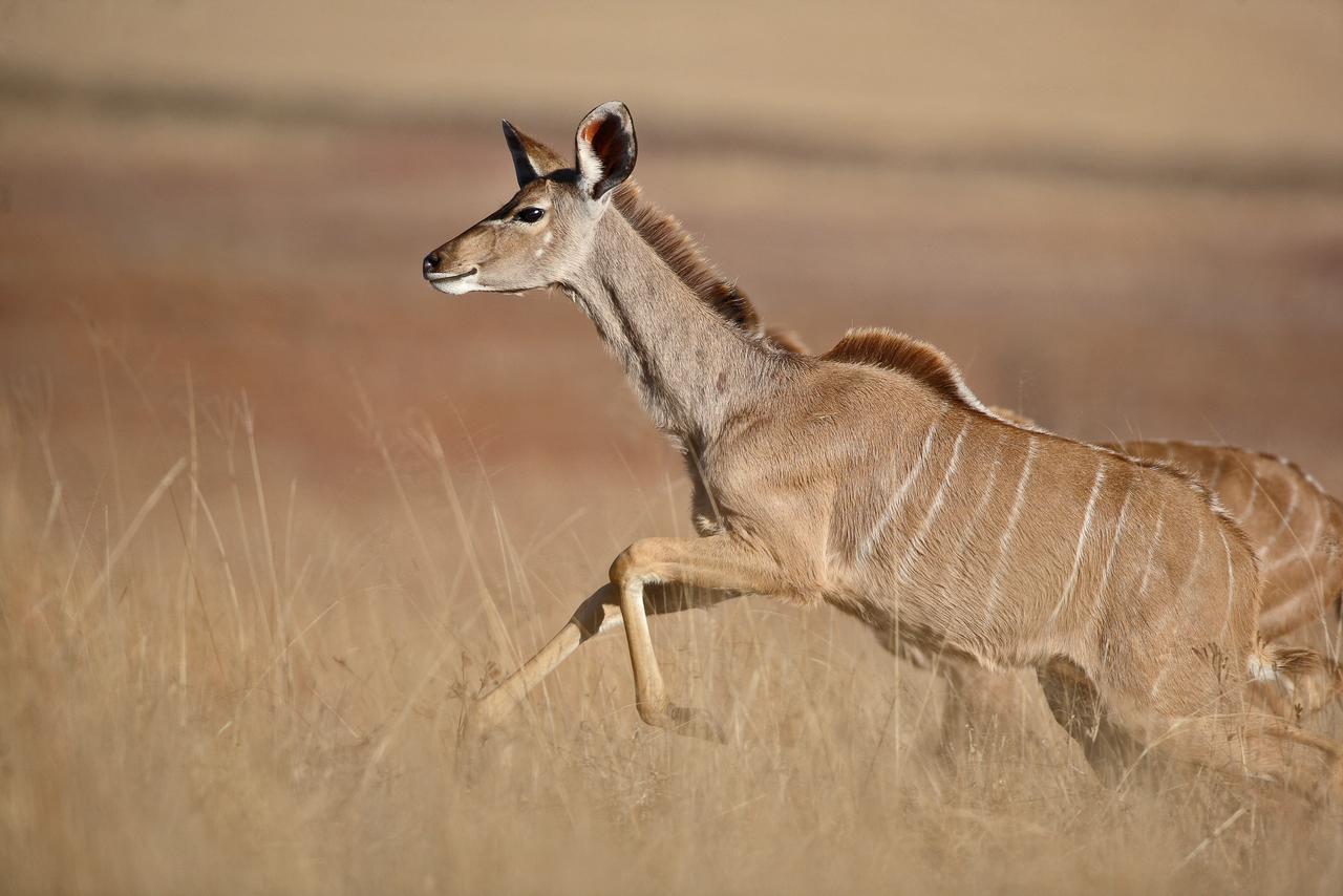 Ezemvelo Nature Reserve Hotel Vaalplaas ภายนอก รูปภาพ